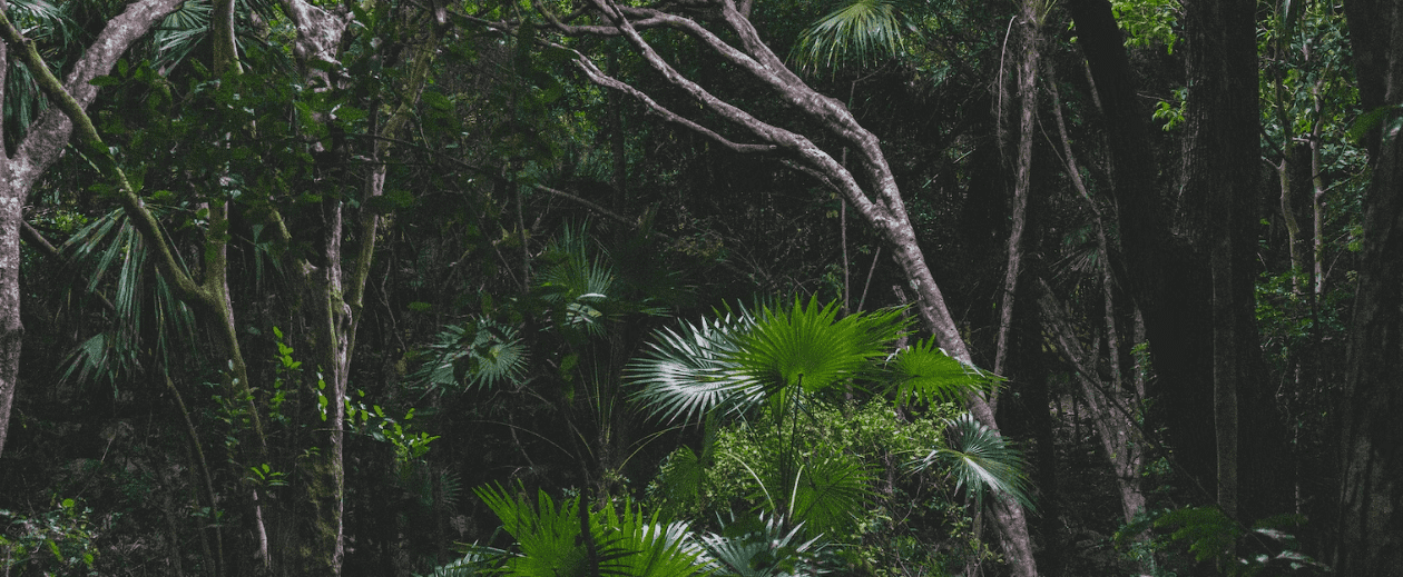 wet wood in rainforest